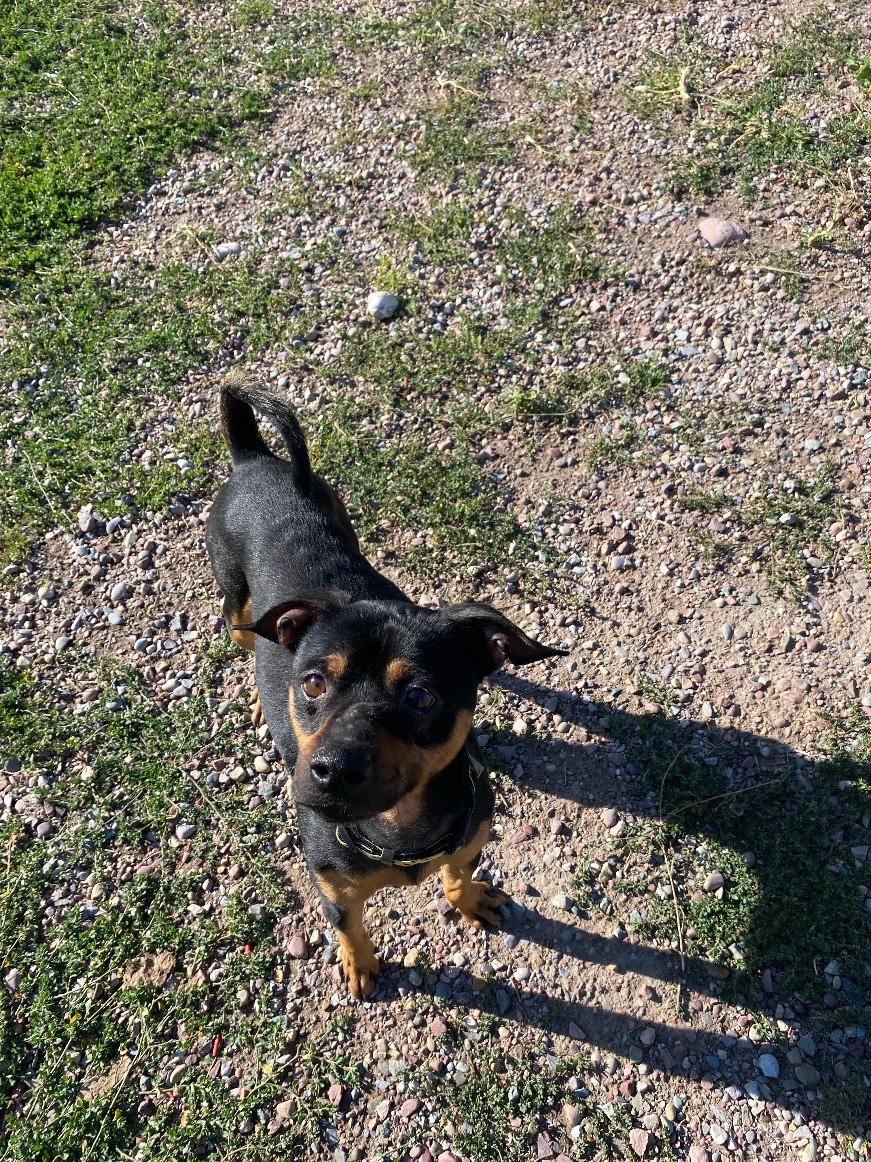 Brownie, an adoptable Miniature Pinscher in Polson, MT, 59860 | Photo Image 4