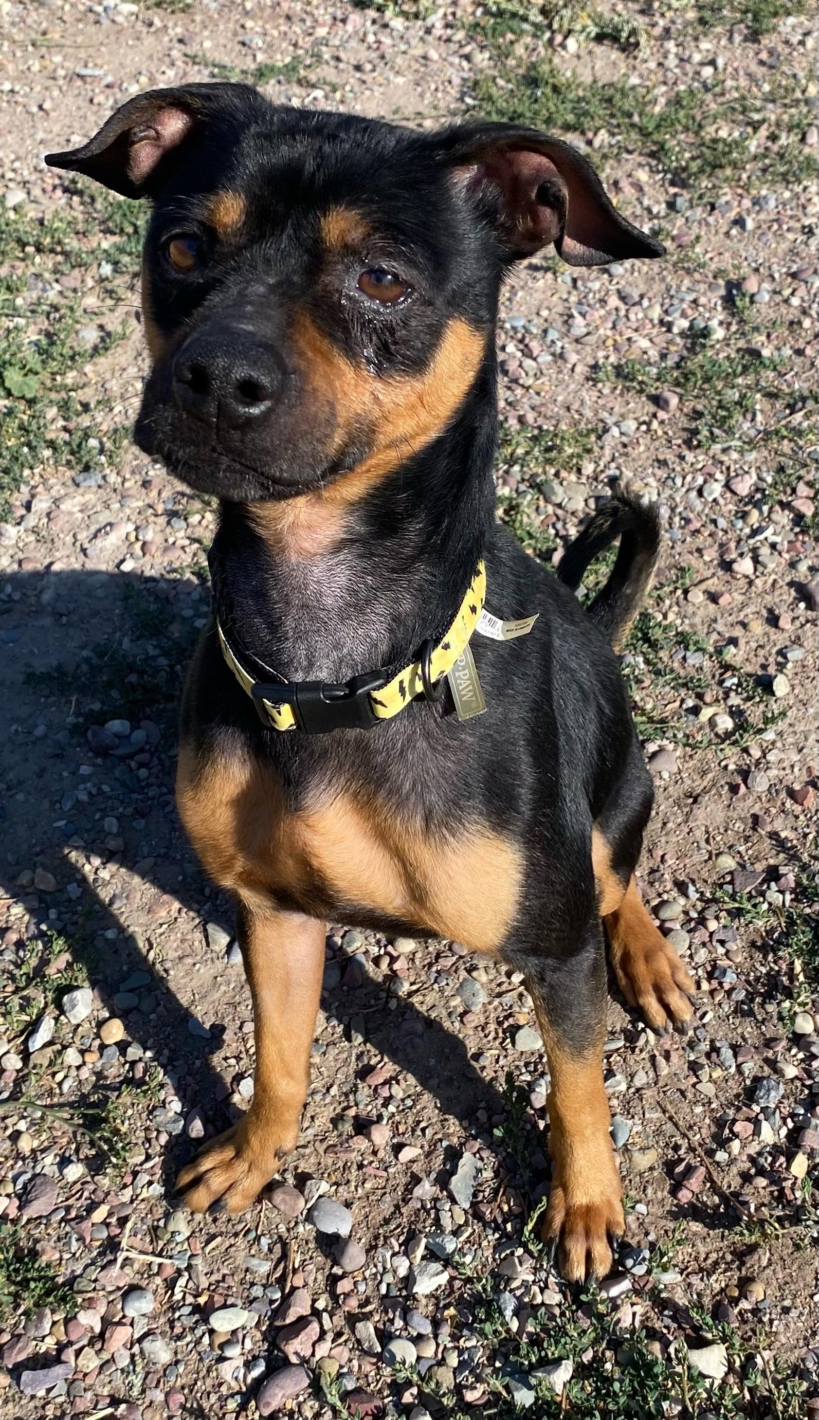 Brownie, an adoptable Miniature Pinscher in Polson, MT, 59860 | Photo Image 3