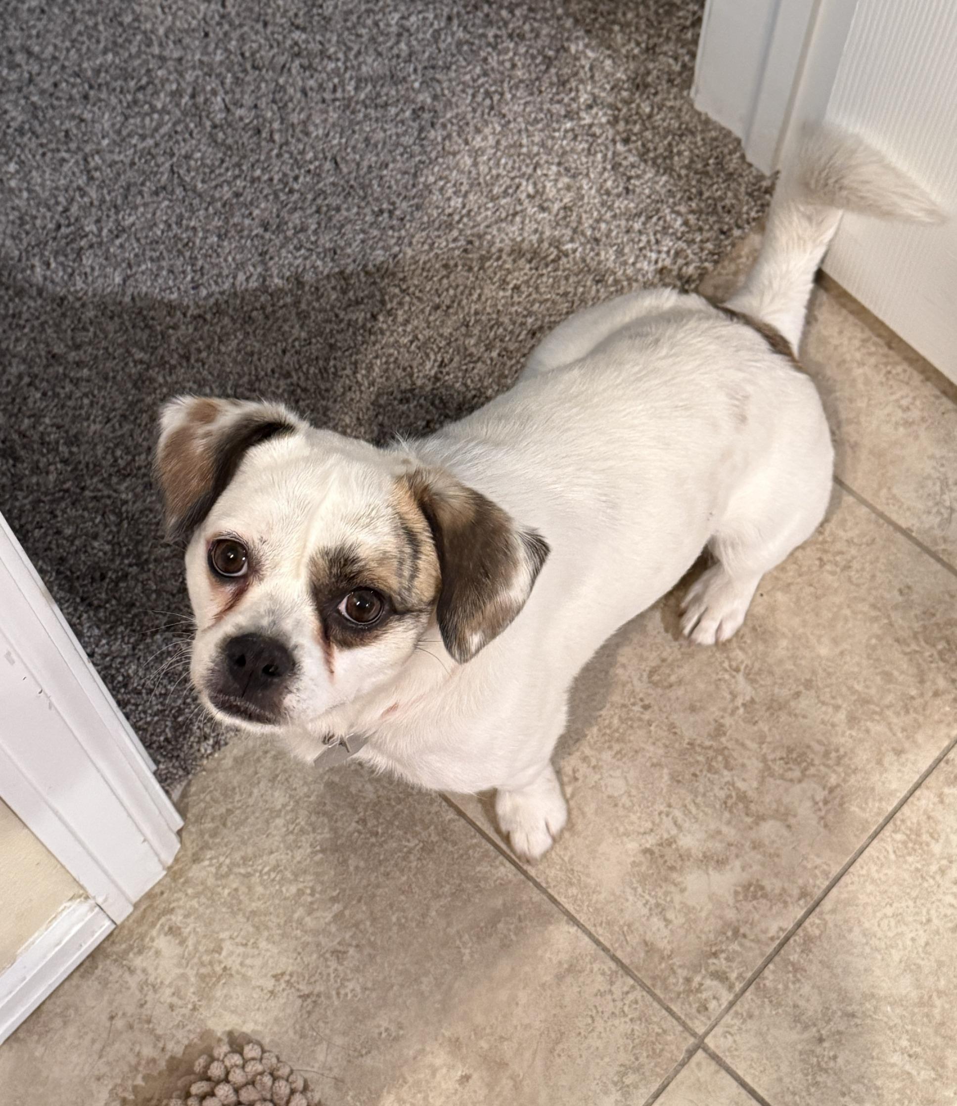 Junior Jack, a ADOPTABLE mixed breed in Denver, CO image 2/5