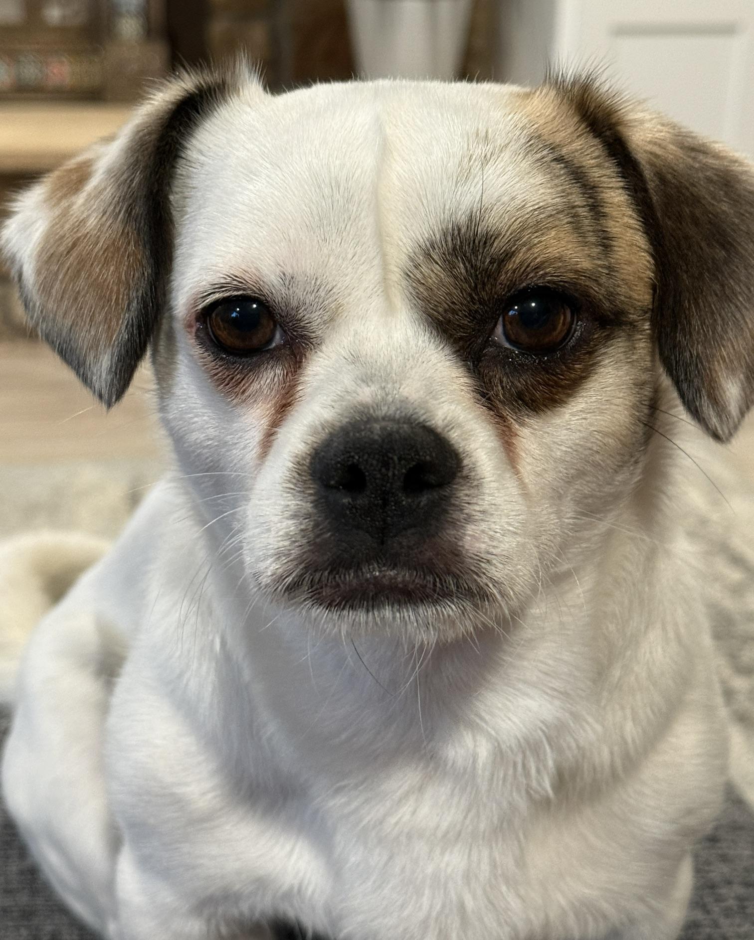 Junior Jack, a ADOPTABLE mixed breed in Denver, CO image 3/5