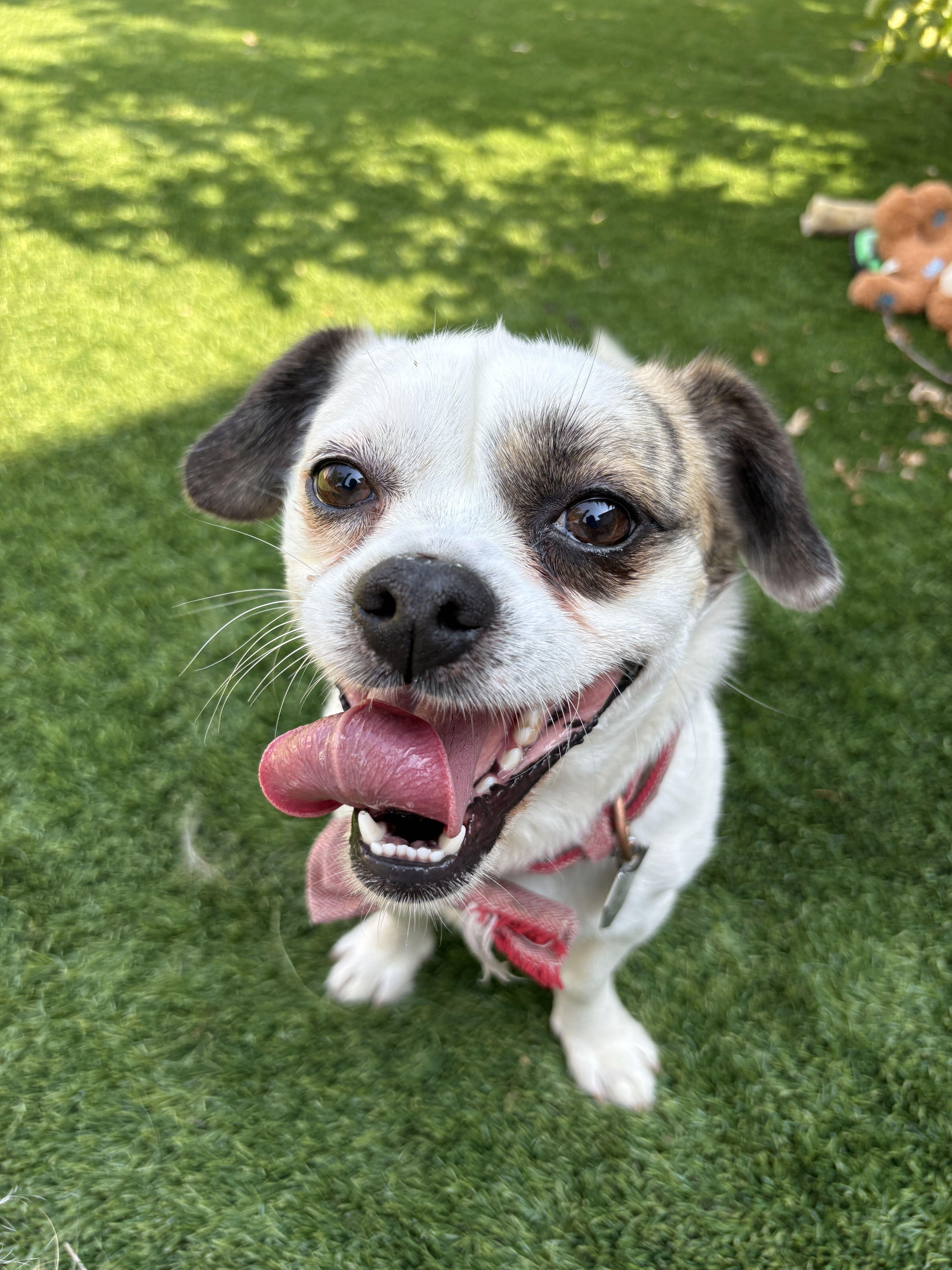 Junior Jack, ADOPTABLE, Adult Male Puggle.