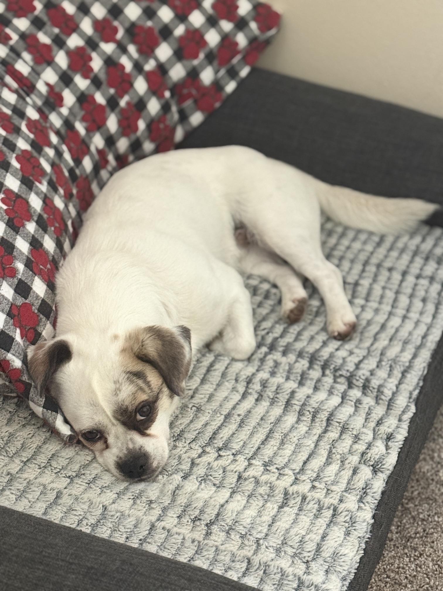 Junior Jack, a ADOPTABLE mixed breed in Denver, CO image 4/5