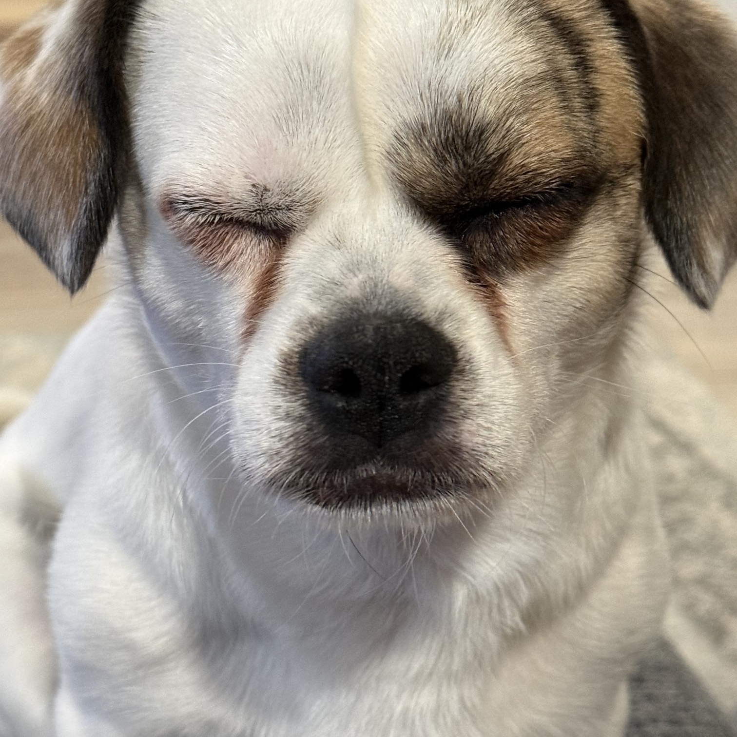 Junior Jack, a ADOPTABLE mixed breed in Denver, CO image 5/5