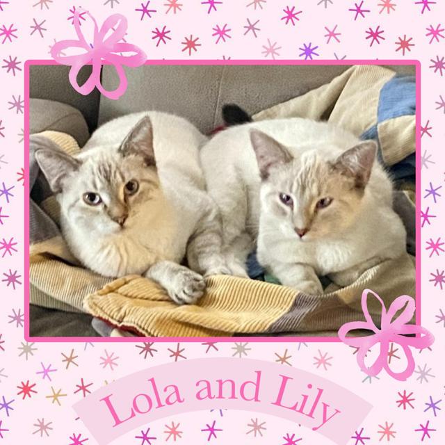 Enlarge Lola & Lily, a Adoptable mixed breed in Kearney, NE image 1/2