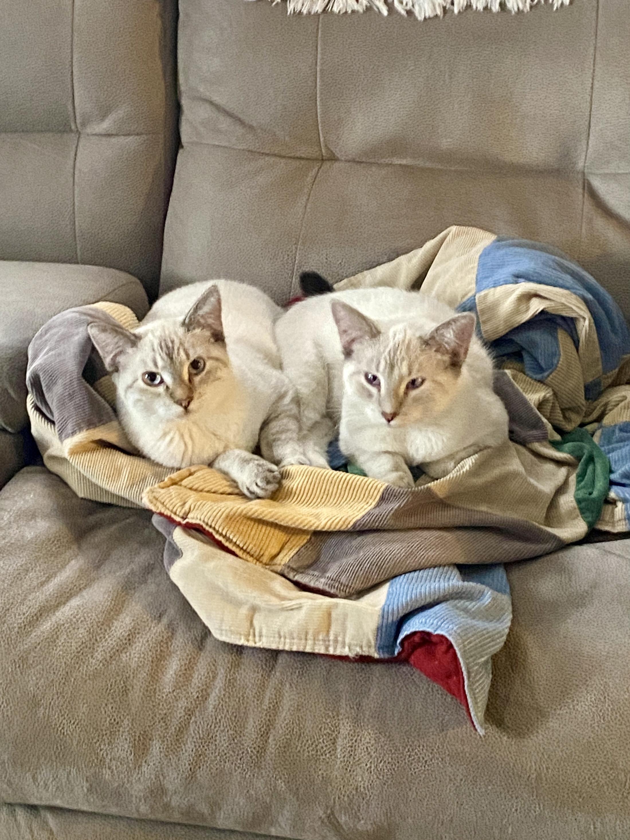 Enlarge Lola & Lily, a Adoptable mixed breed in Kearney, NE image 2/2