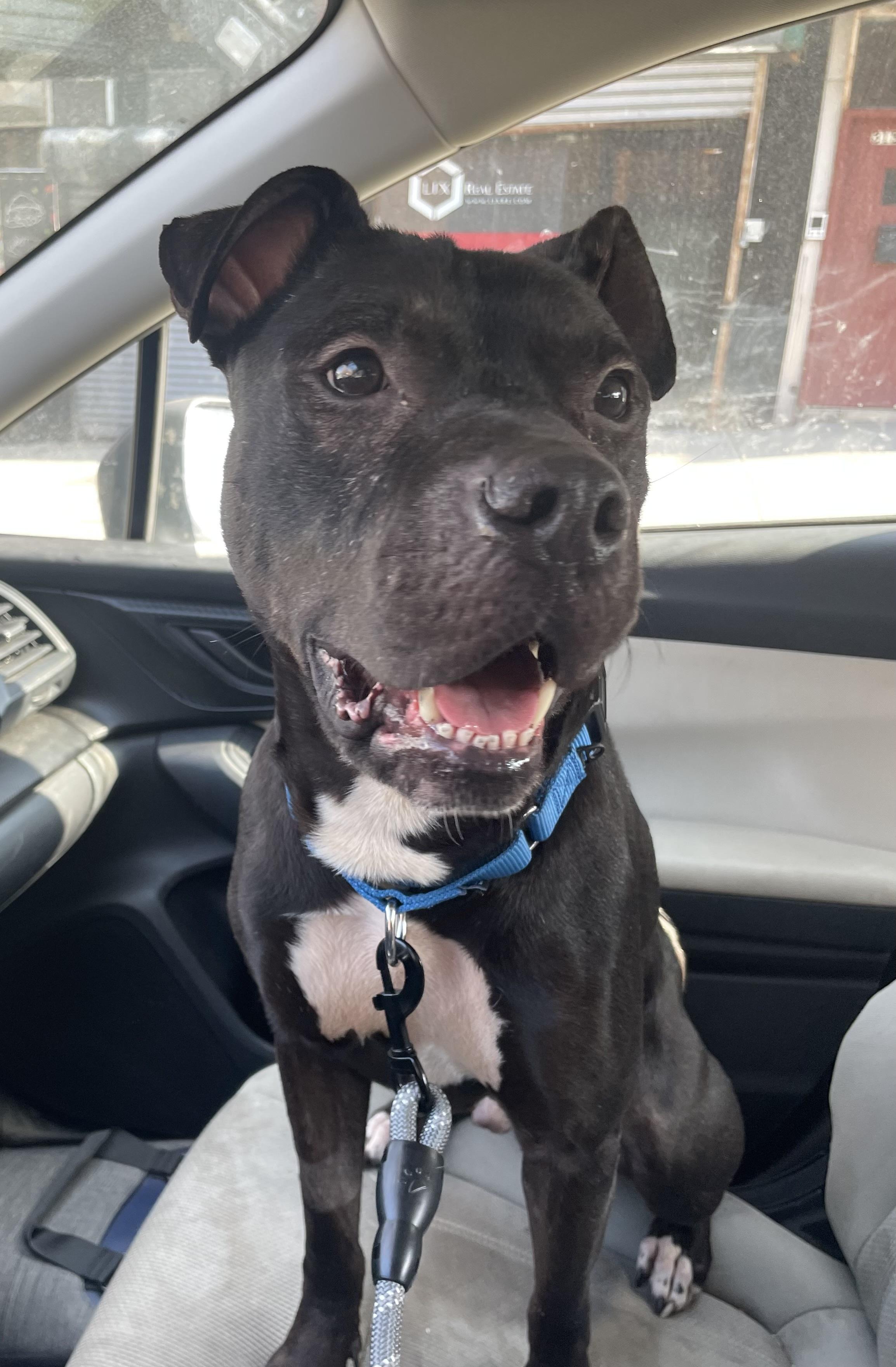 Enlarge Blue, a Adoptable mixed breed in Brattleboro, VT image 2/6