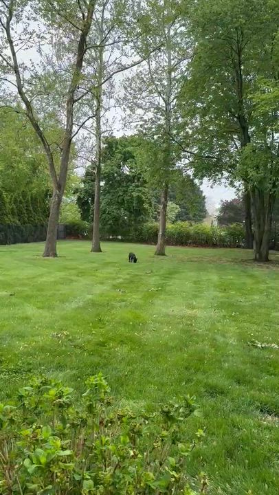 Enlarge Blue, a Adoptable mixed breed in Brattleboro, VT video 5/6