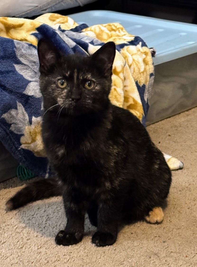 Patty, ADOPTABLE, Kitten Female Domestic Short Hair.