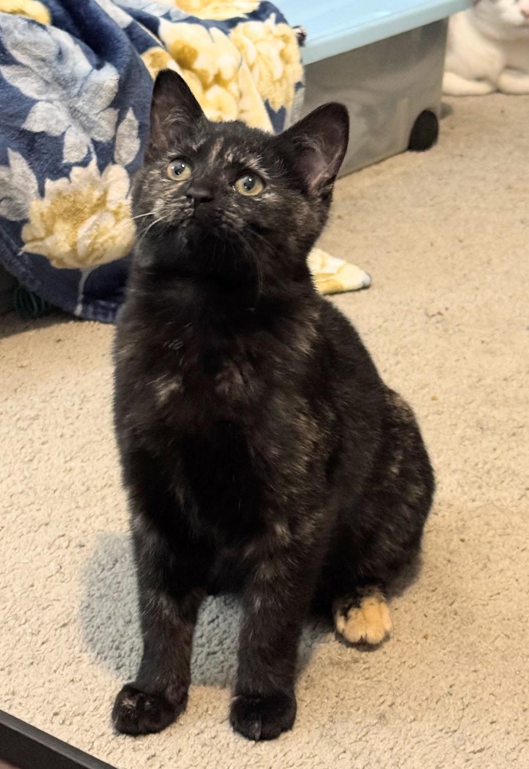 Patty, a ADOPTABLE Domestic Short Hair in Murfreesboro, TN image 2/3