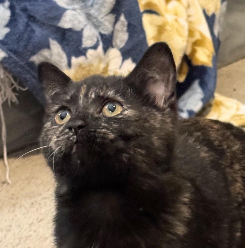 Patty, a ADOPTABLE Domestic Short Hair in Murfreesboro, TN image 3/3