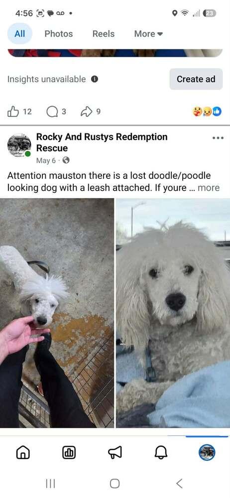 Bean, a Adoptable Poodle in Mauston, WI image 2/2