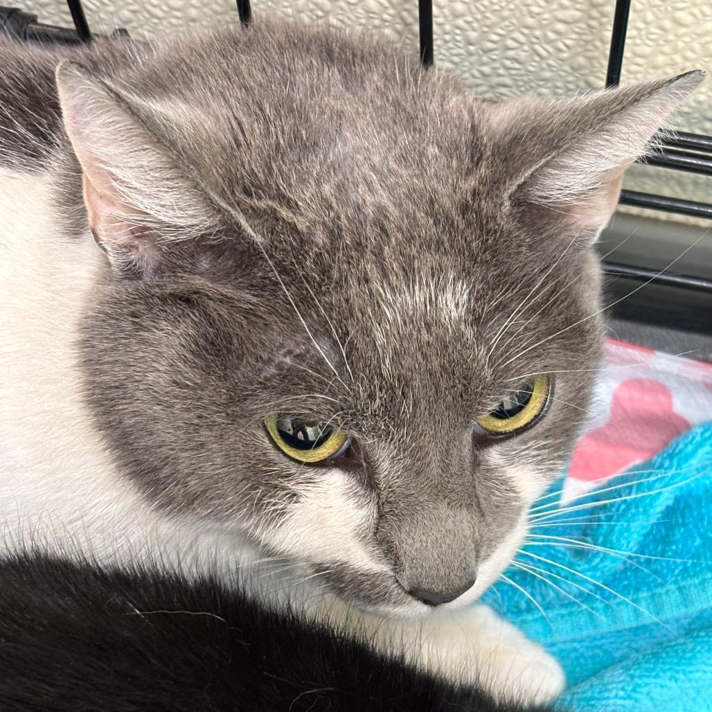 Enlarge Sunflower, a Adoptable mixed breed in Galax, VA image 1/2