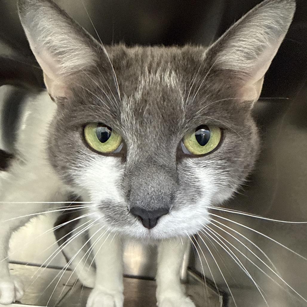 Enlarge Sunflower, a Adoptable mixed breed in Galax, VA image 2/2