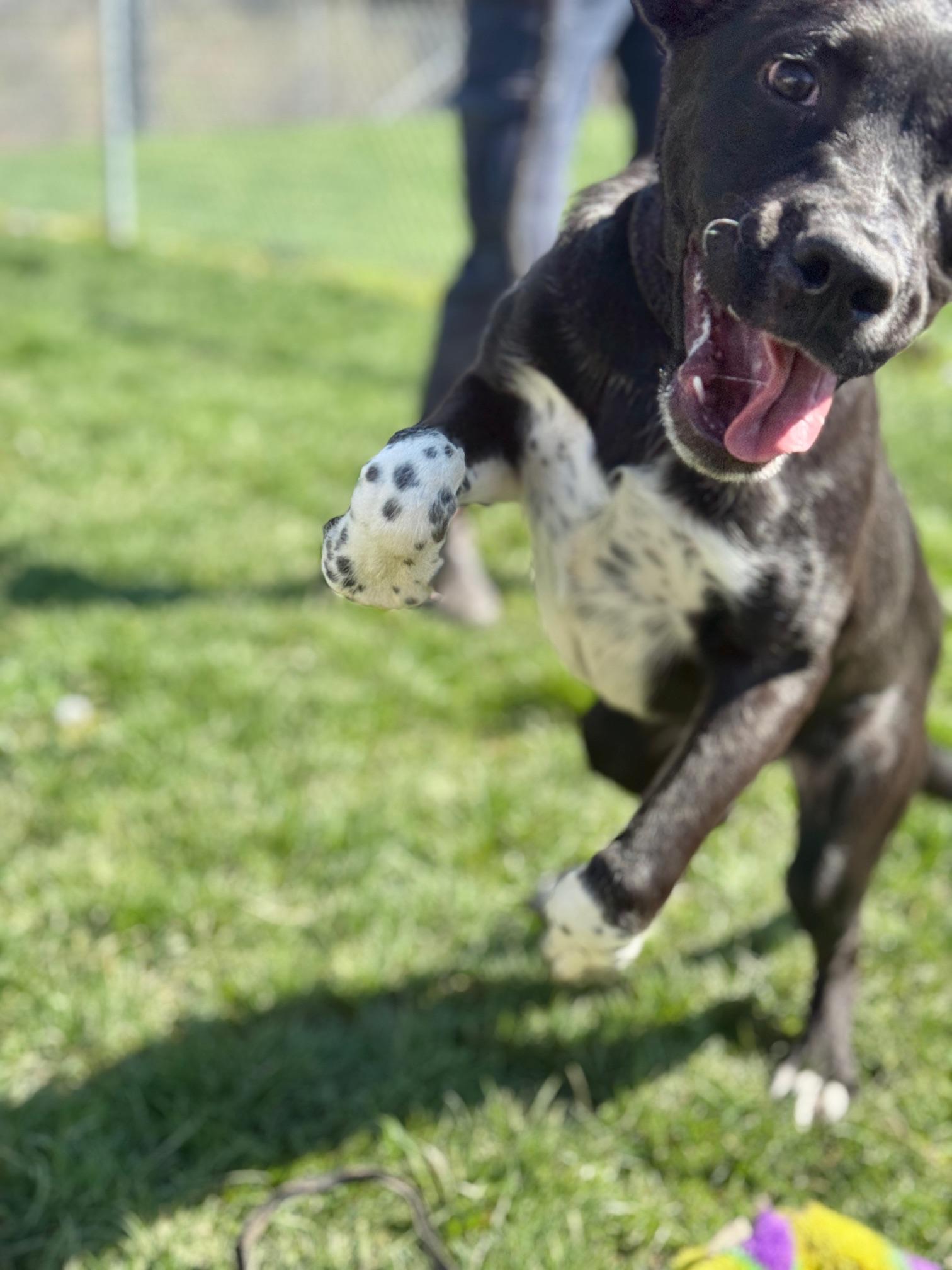 Enlarge Chupa, an adopted mixed breed in Benton Harbor, MI image 4/5