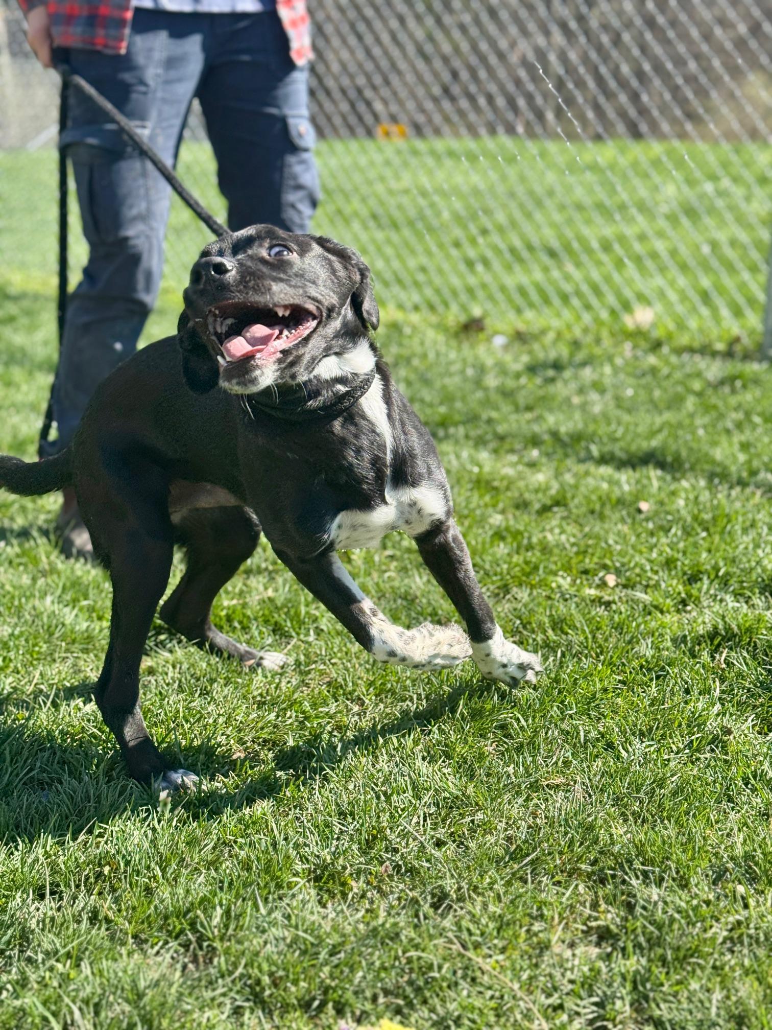 Enlarge Chupa, an adopted mixed breed in Benton Harbor, MI image 5/5