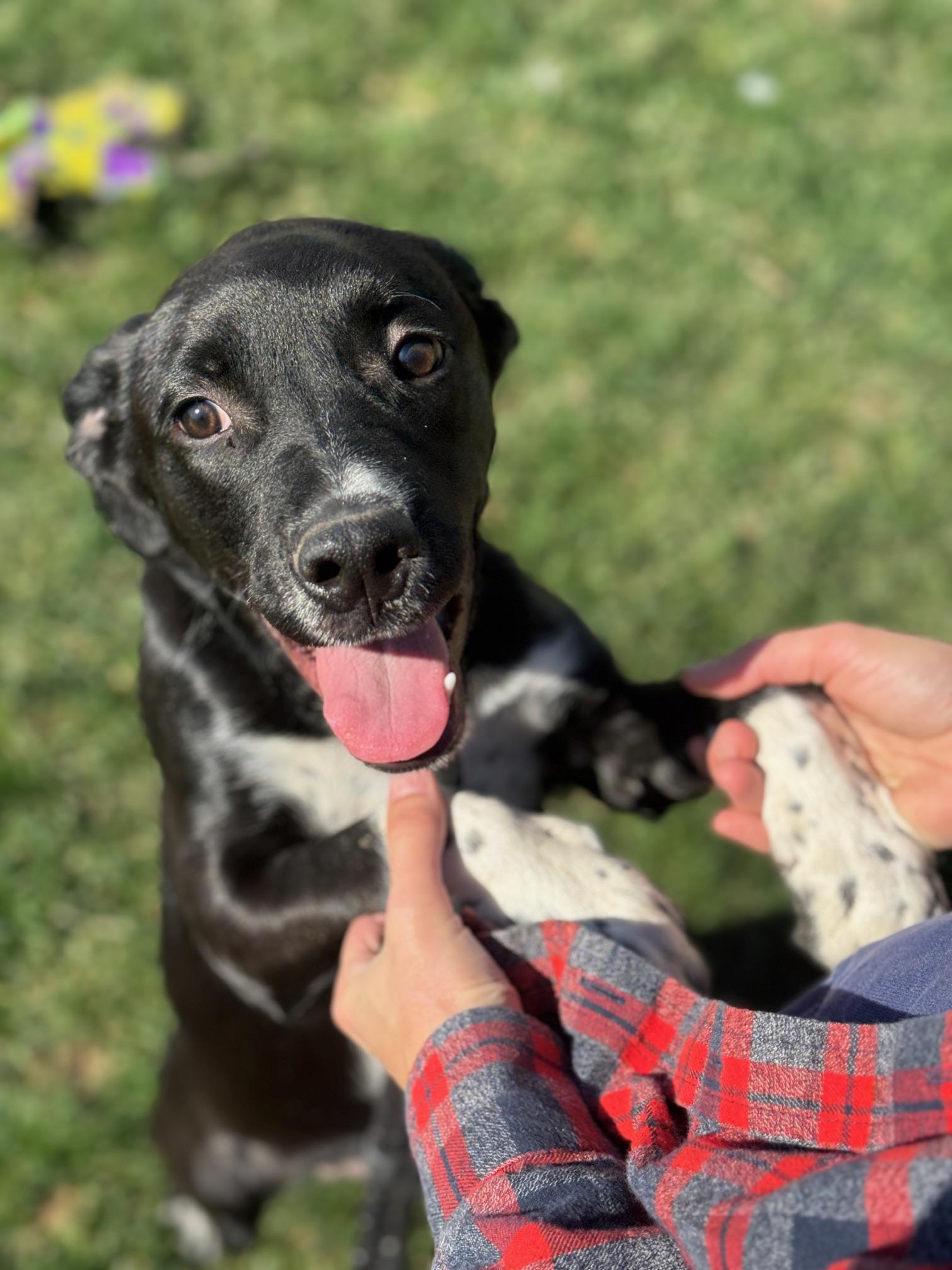 Enlarge Chupa, an adopted mixed breed in Benton Harbor, MI image 1/5