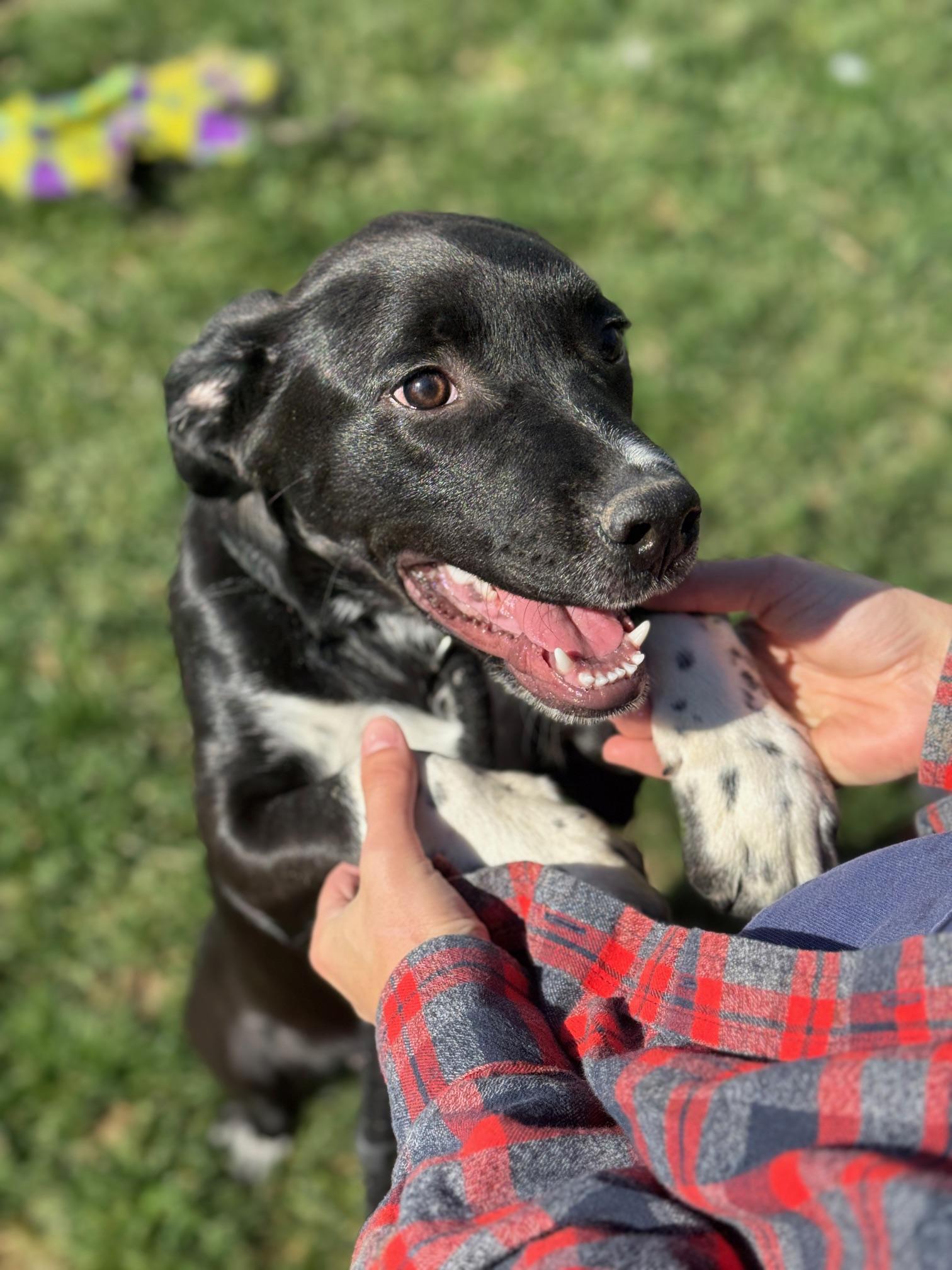 Enlarge Chupa, an adopted mixed breed in Benton Harbor, MI image 3/5