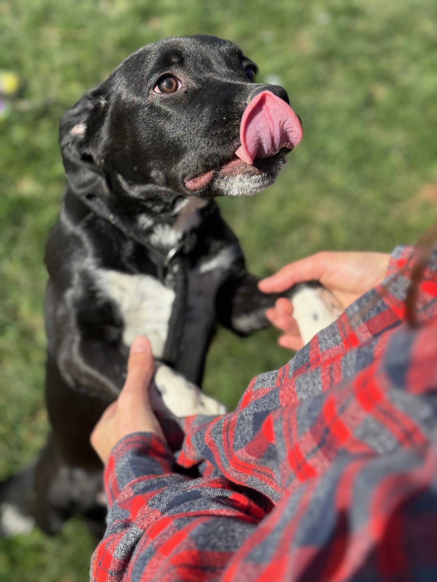 Enlarge Chupa, an adopted mixed breed in Benton Harbor, MI image 2/5