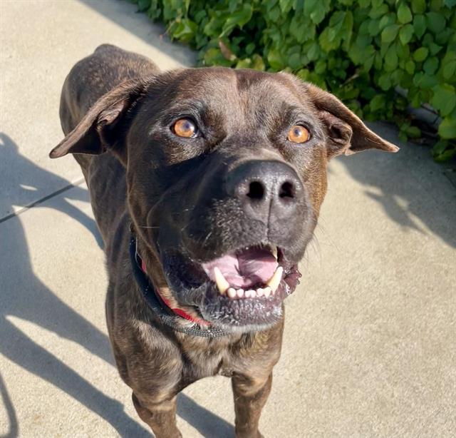 Enlarge JEDI, a Adoptable mixed breed in Auburn, CA image 1/1
