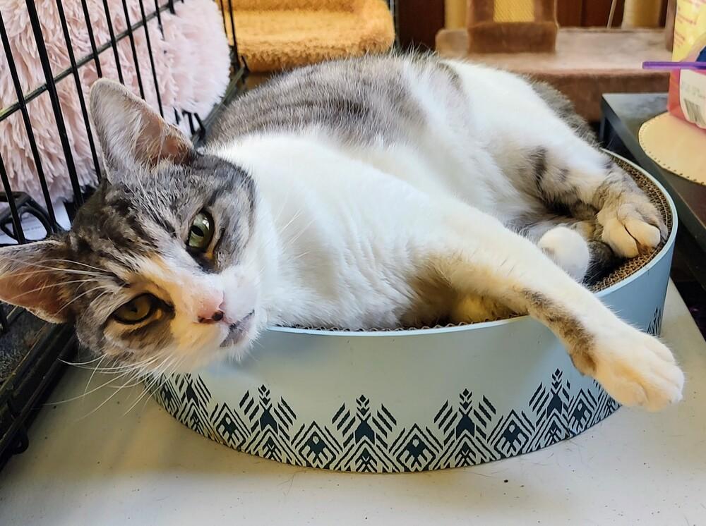 Angel, Adoptable, Adult Female Domestic Short Hair.