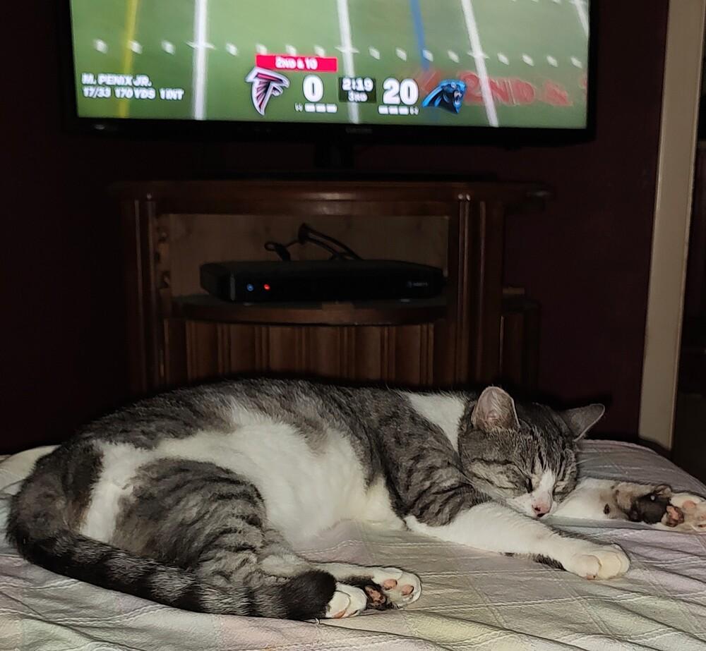 Enlarge Angel, a Adoptable mixed breed in Mooresville, NC image 3/6