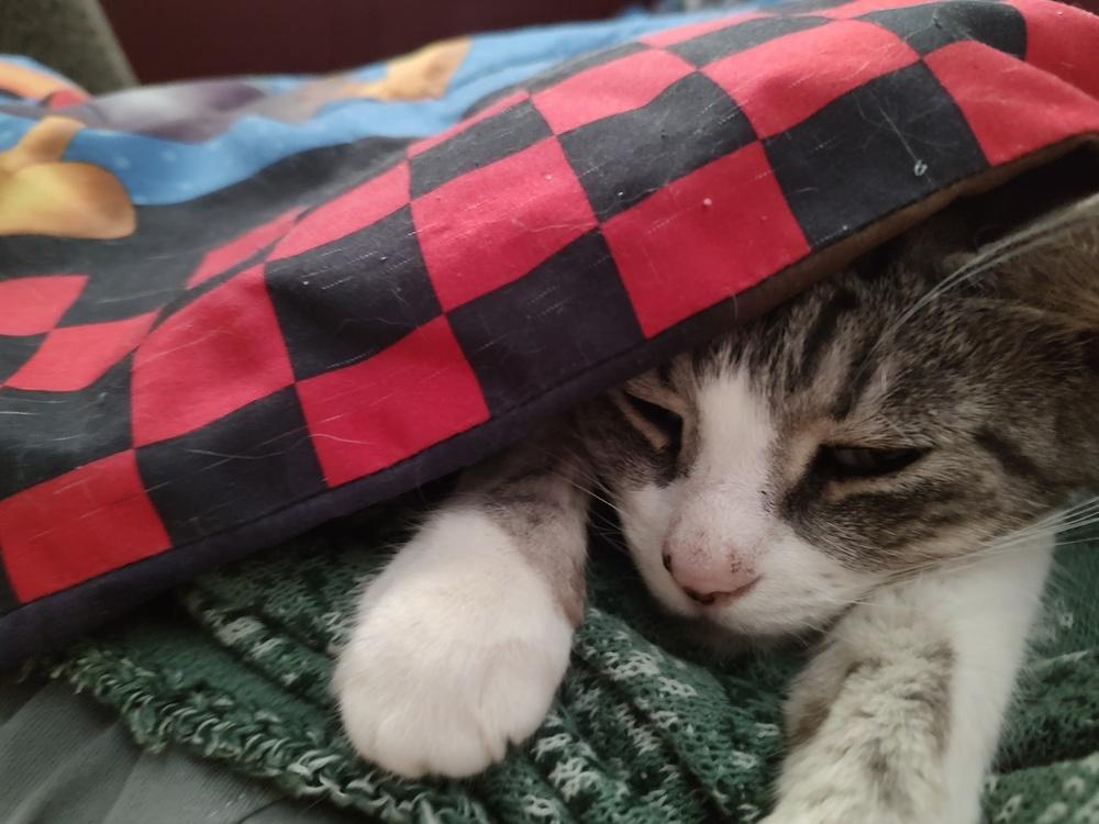 Enlarge Angel, a Adoptable mixed breed in Mooresville, NC image 2/6