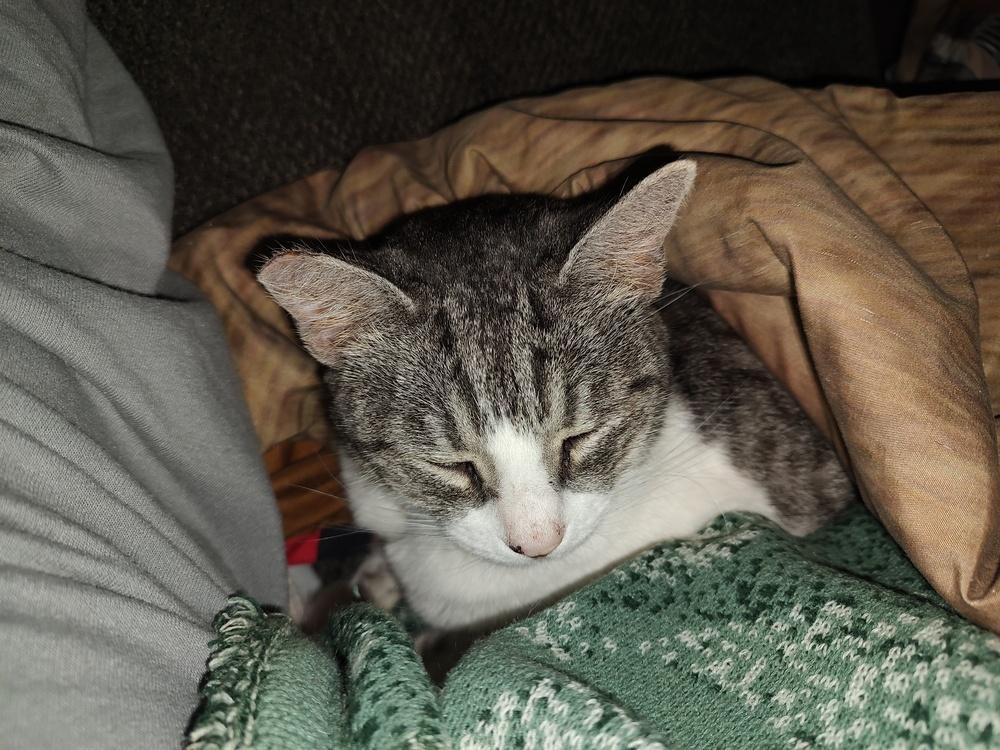 Enlarge Angel, a Adoptable mixed breed in Mooresville, NC image 3/6