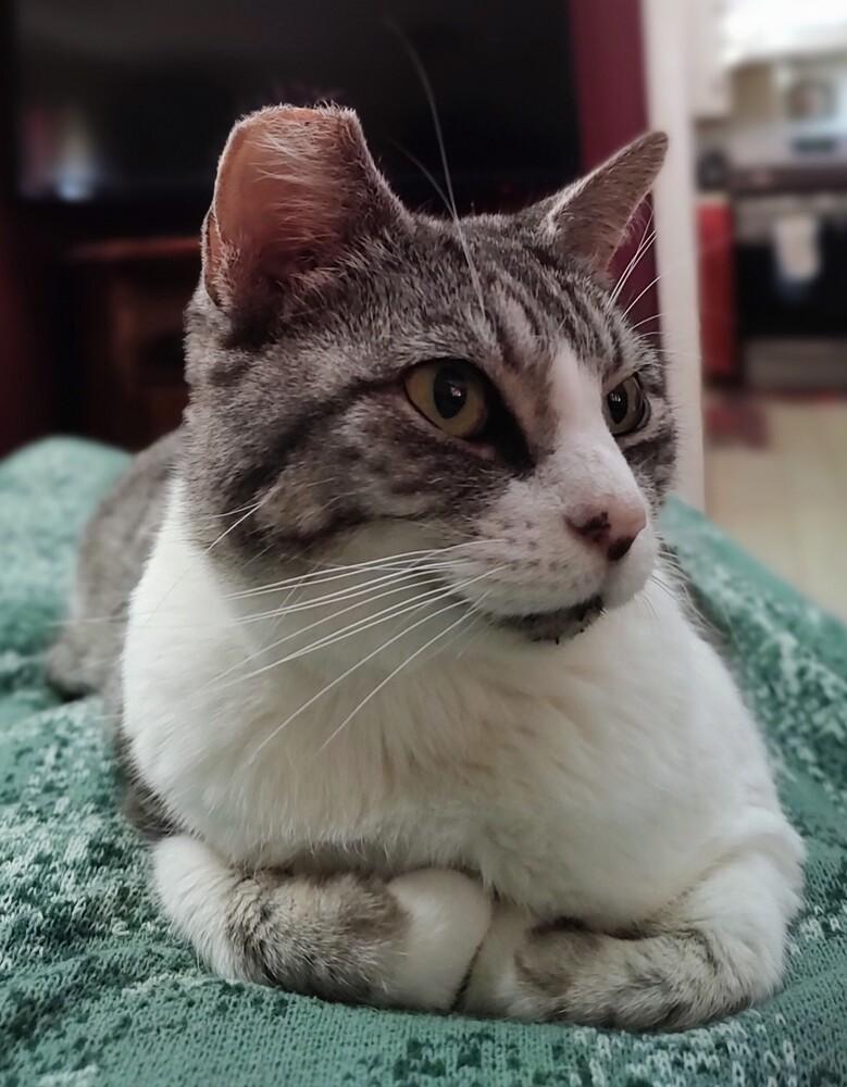 Enlarge Angel, a Adoptable mixed breed in Mooresville, NC image 4/6