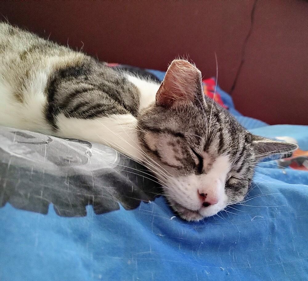 Enlarge Angel, a Adoptable mixed breed in Mooresville, NC image 5/6