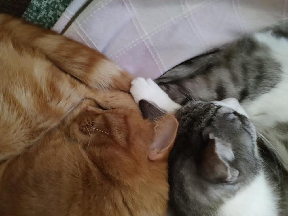 Enlarge Angel, a Adoptable mixed breed in Mooresville, NC image 6/6