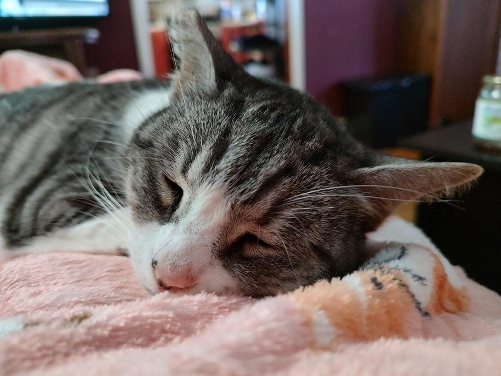 Enlarge Angel, a Adoptable mixed breed in Mooresville, NC image 6/6