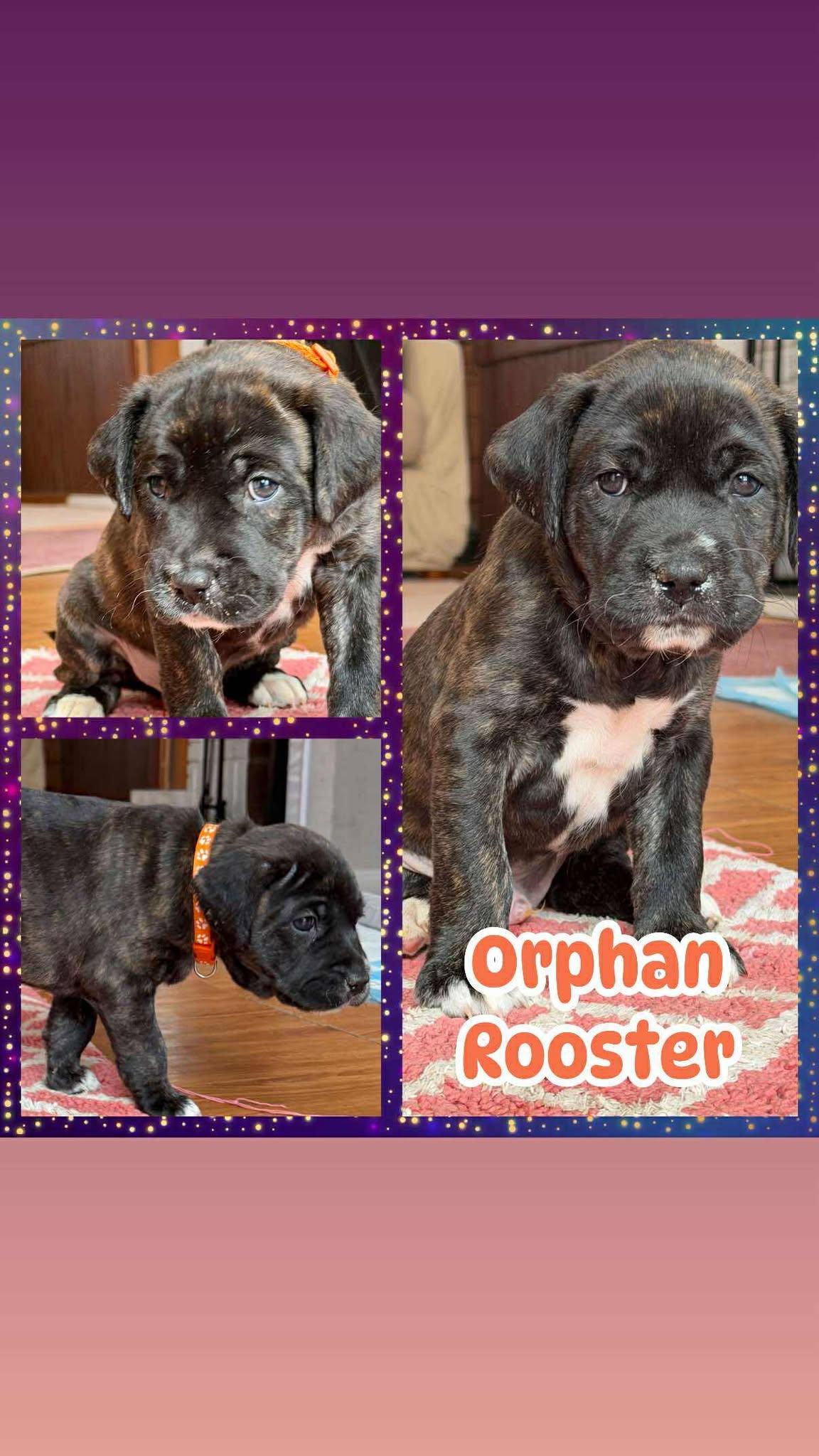 Orphan Rooster, ADOPTABLE, Puppy Male Mastiff & Shepherd.