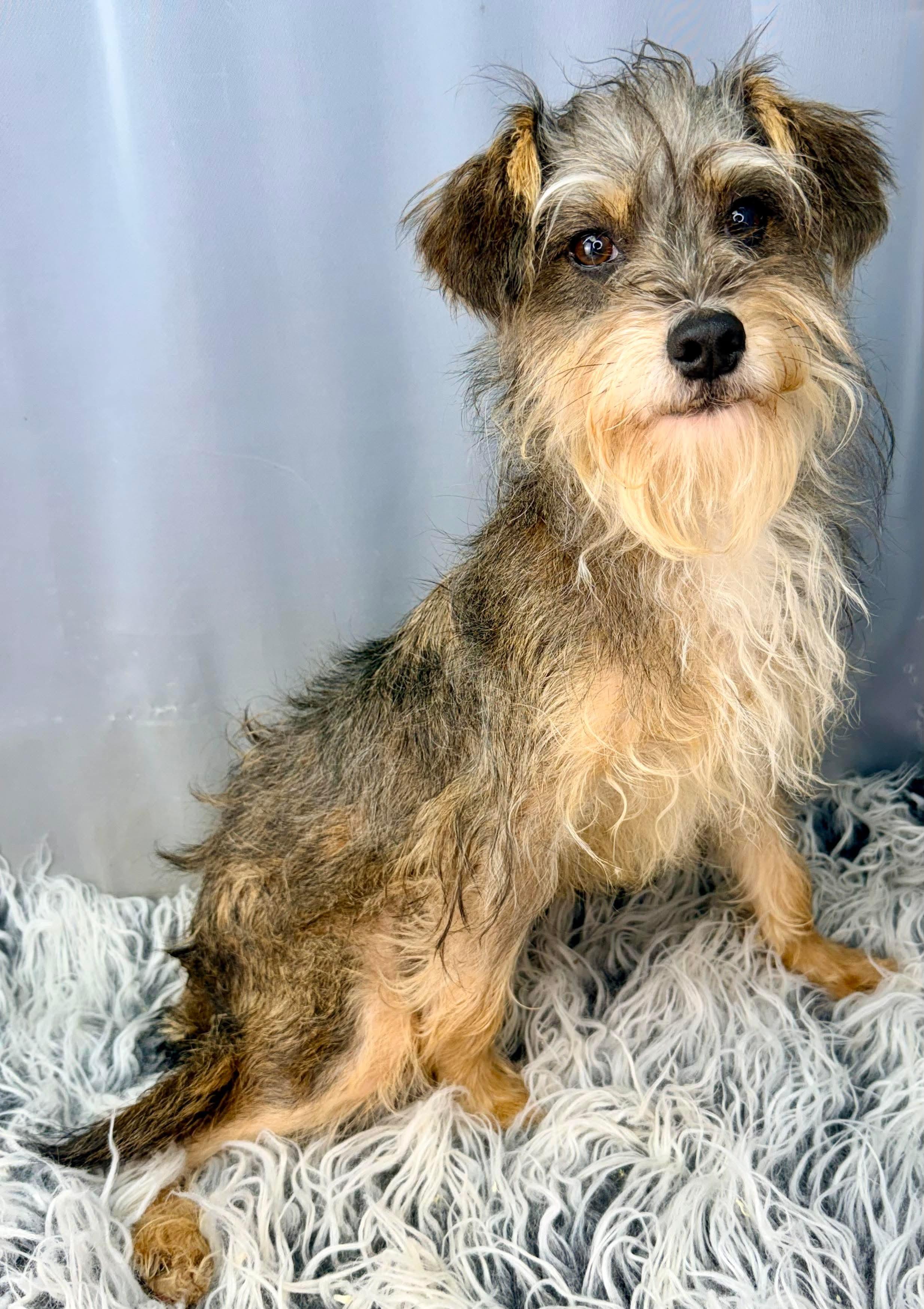 Enlarge DaVinci, a Adoptable mixed breed in Temperance , MI image 5/6