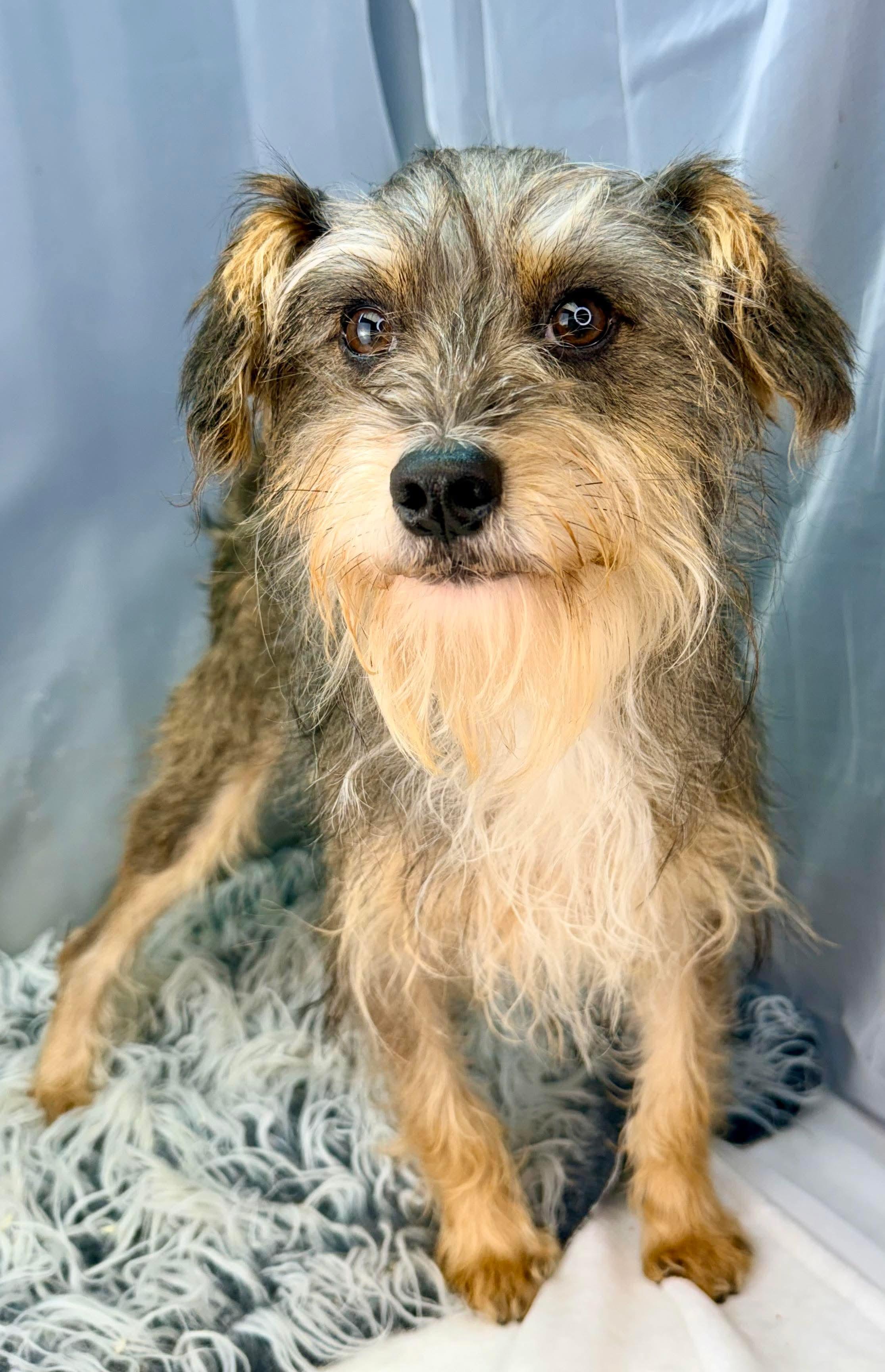 Enlarge DaVinci, a Adoptable mixed breed in Temperance , MI image 6/6