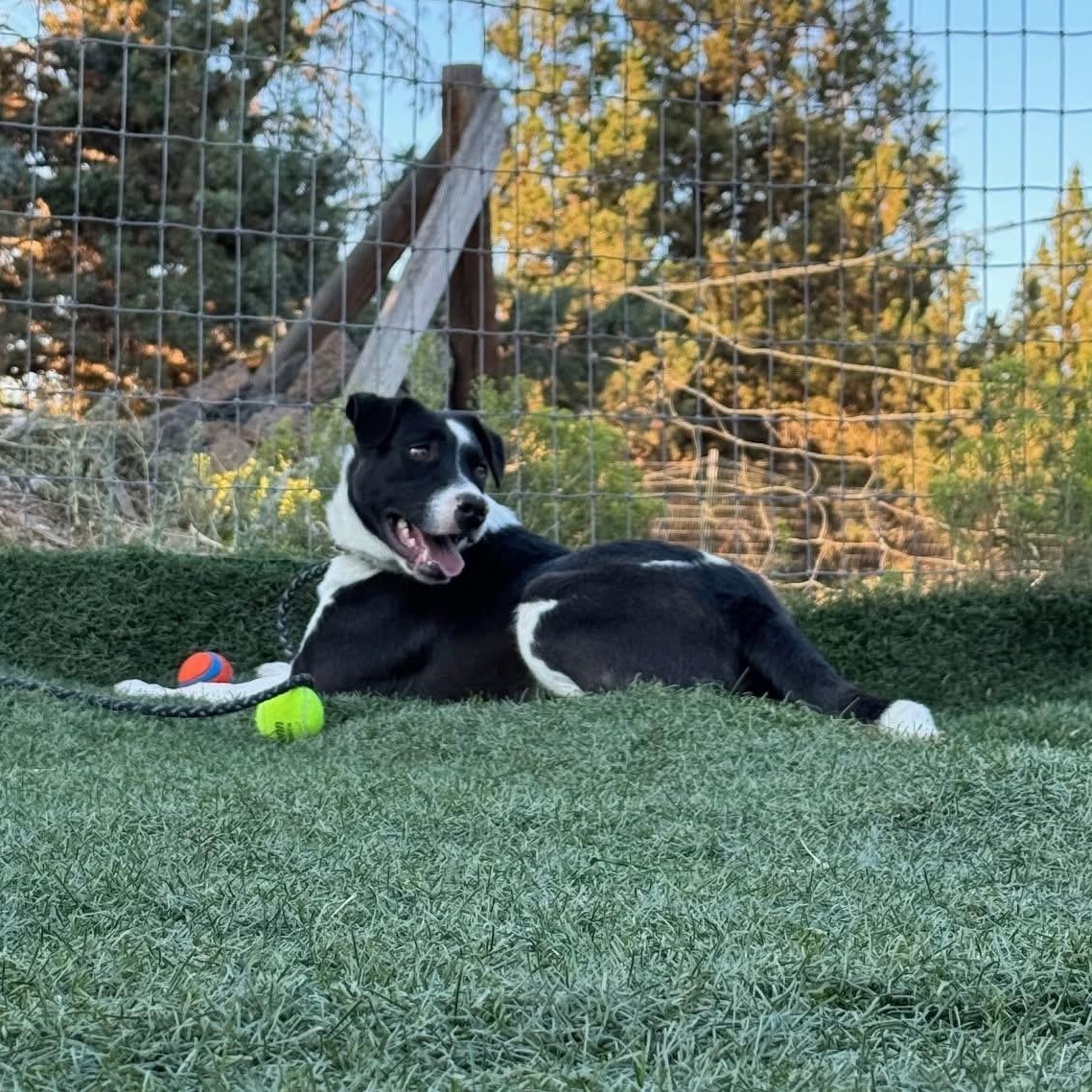 Gram, an adoptable Border Collie in Bend, OR, 97702 | Photo Image 2