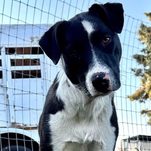 Gram, a Adoptable mixed breed in Bend, OR image 3/3