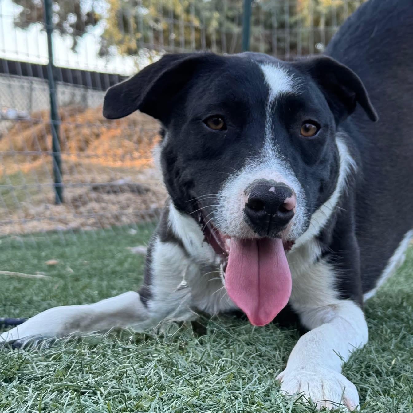 Gram, Adoptable, Young Male Border Collie.
