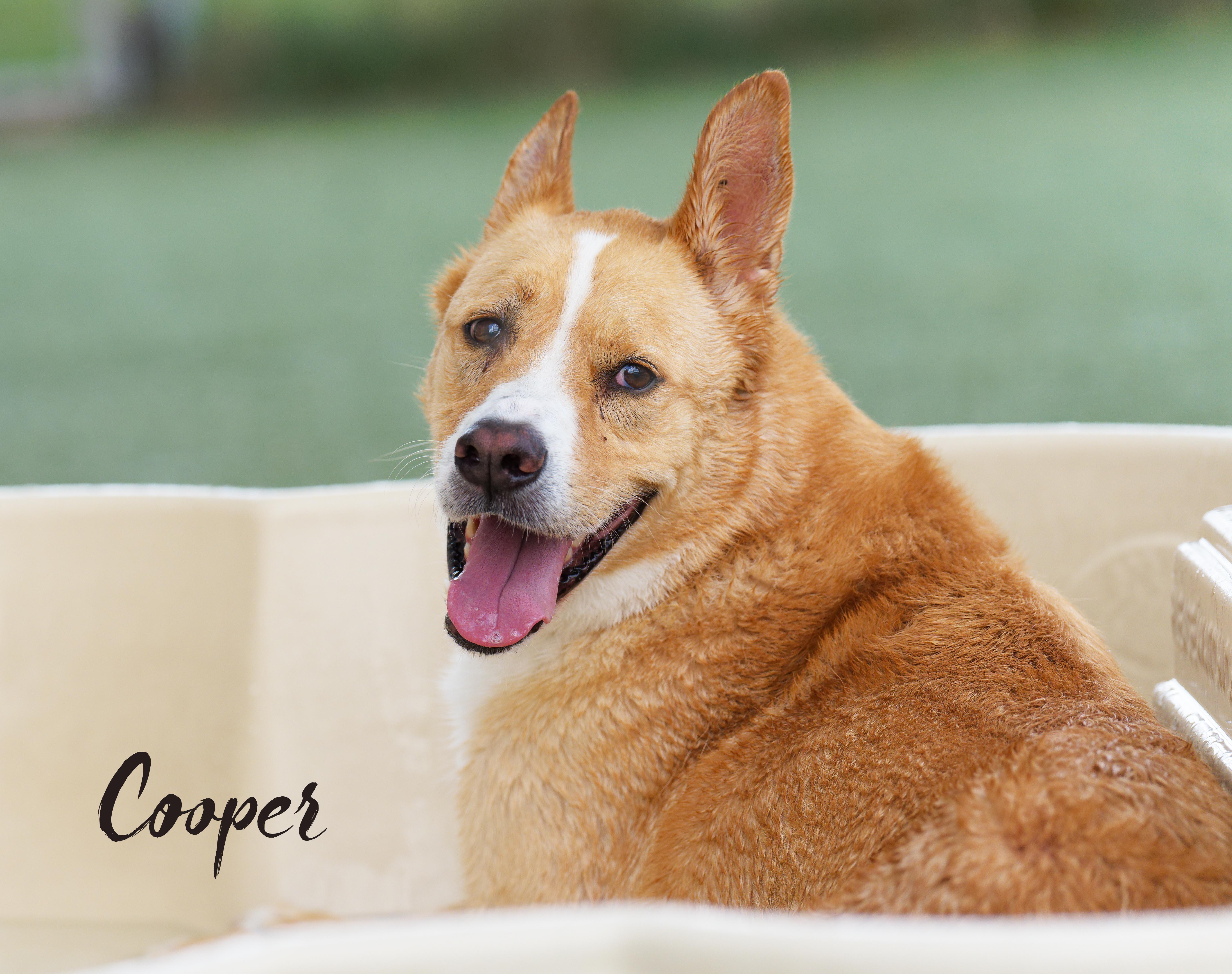 Cooper, ADOPTABLE, Adult Male Cattle Dog & Labrador Retriever.