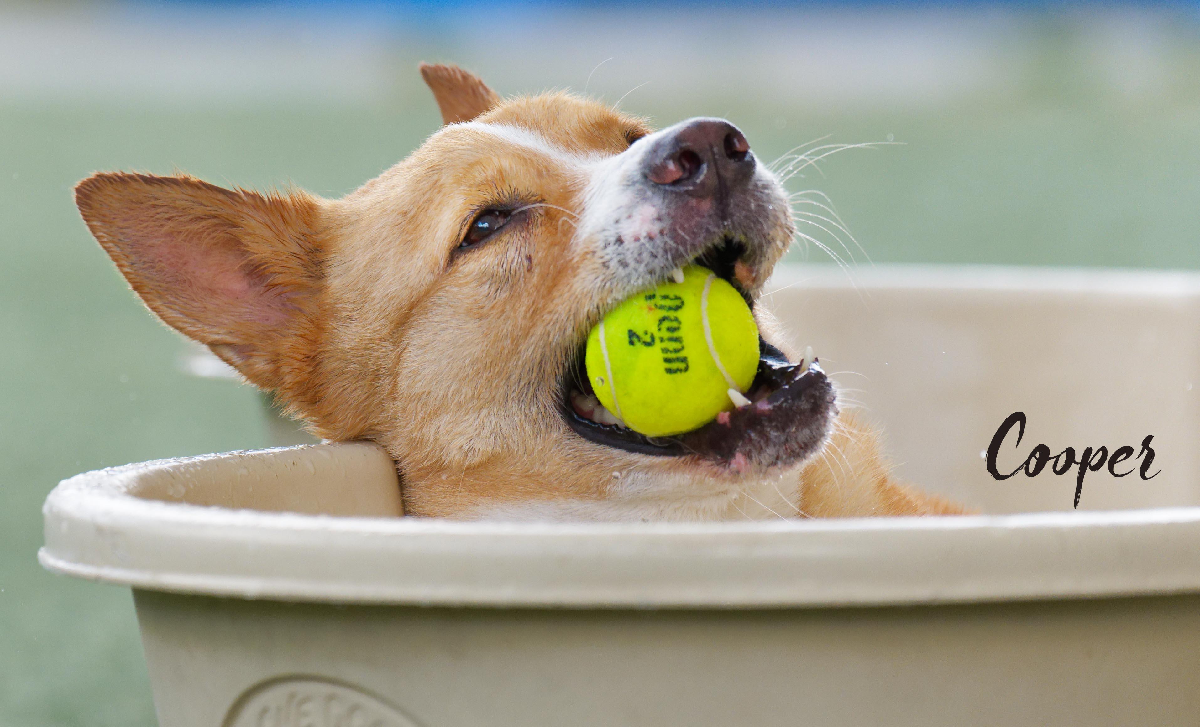 Cooper, a ADOPTABLE mixed breed in Houston, TX image 3/5