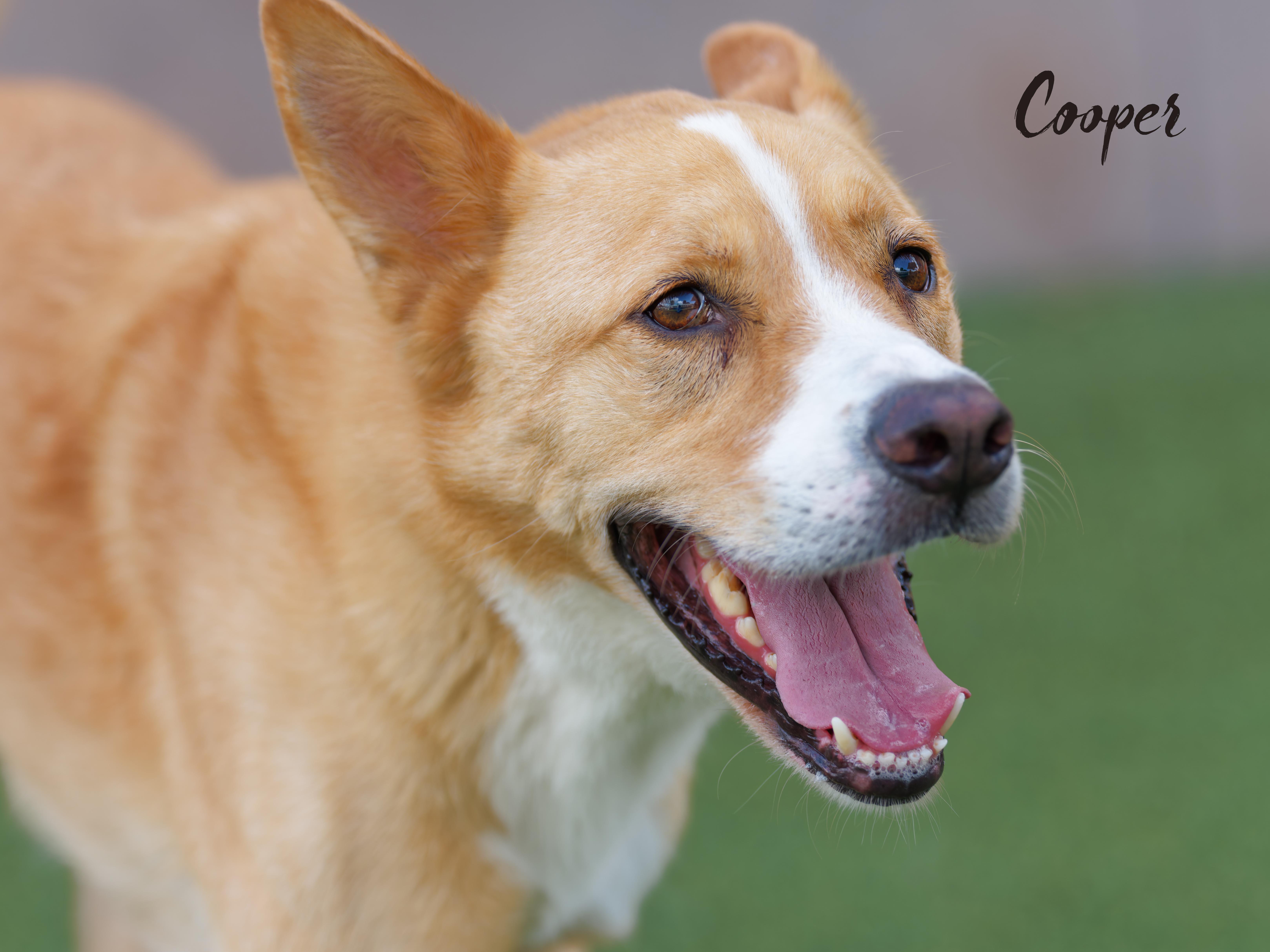 Cooper, a ADOPTABLE mixed breed in Houston, TX image 5/5