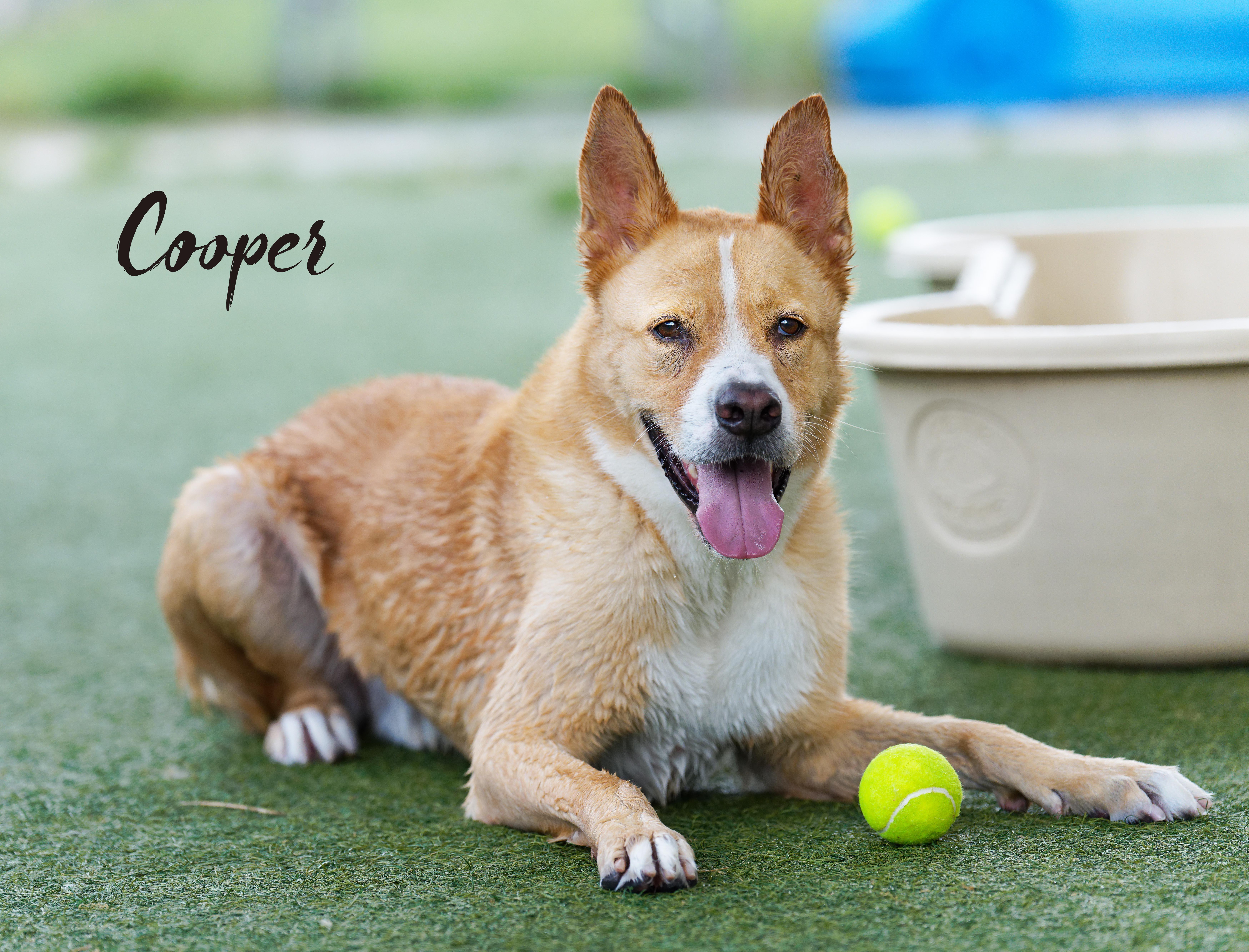 Cooper, a ADOPTABLE mixed breed in Houston, TX image 2/5