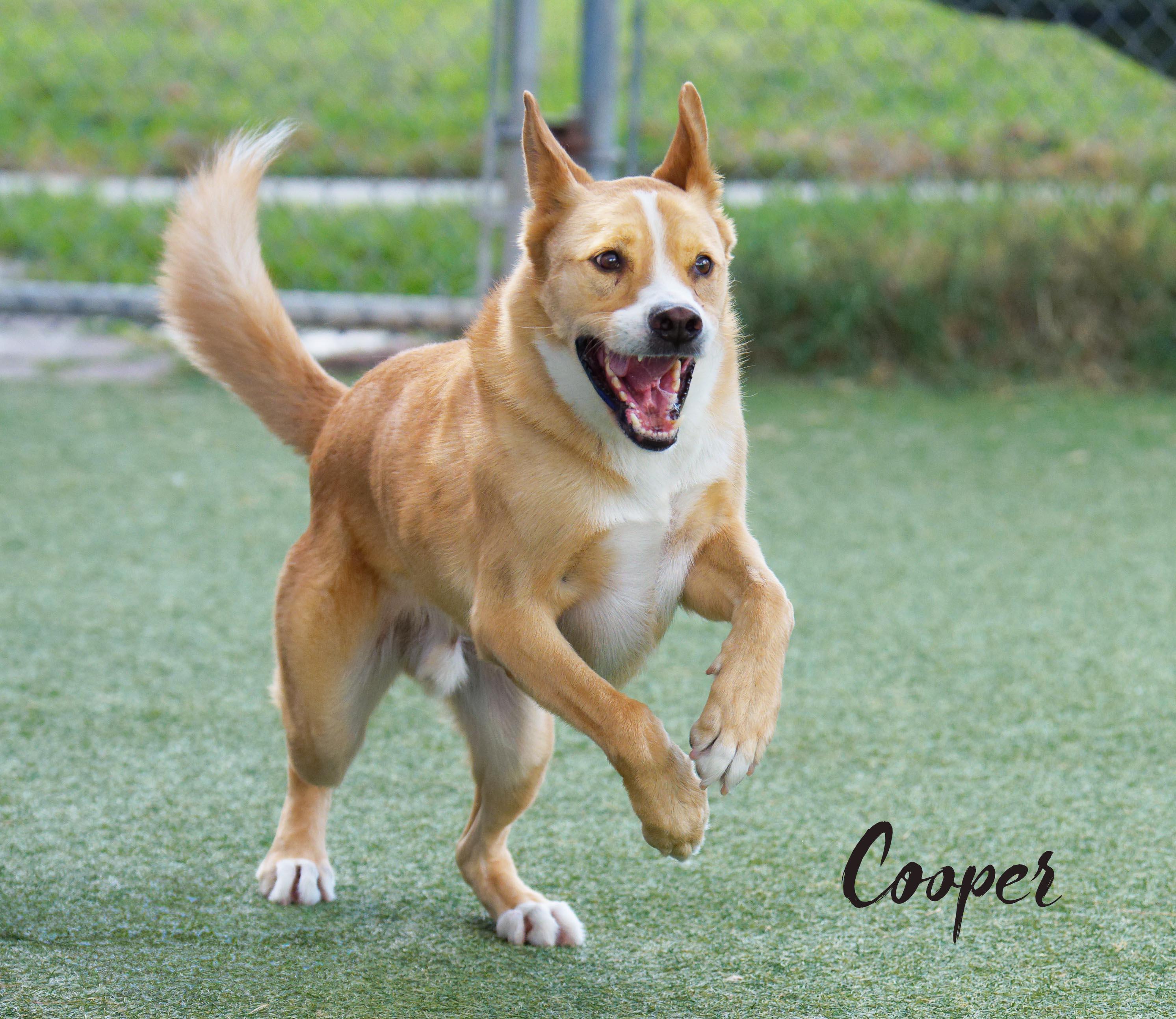 Cooper, a ADOPTABLE mixed breed in Houston, TX image 4/5