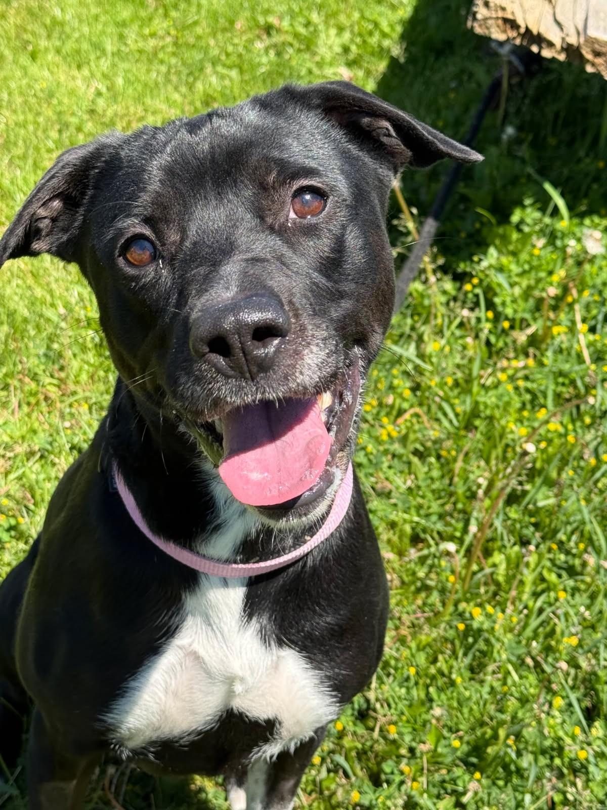 Ella, adopted, Adult Female Border Collie & Black Labrador Retriever.