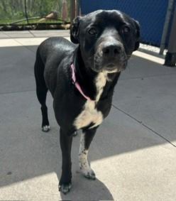 Enlarge Ella, an adopted mixed breed in Hamilton, ON image 4/4