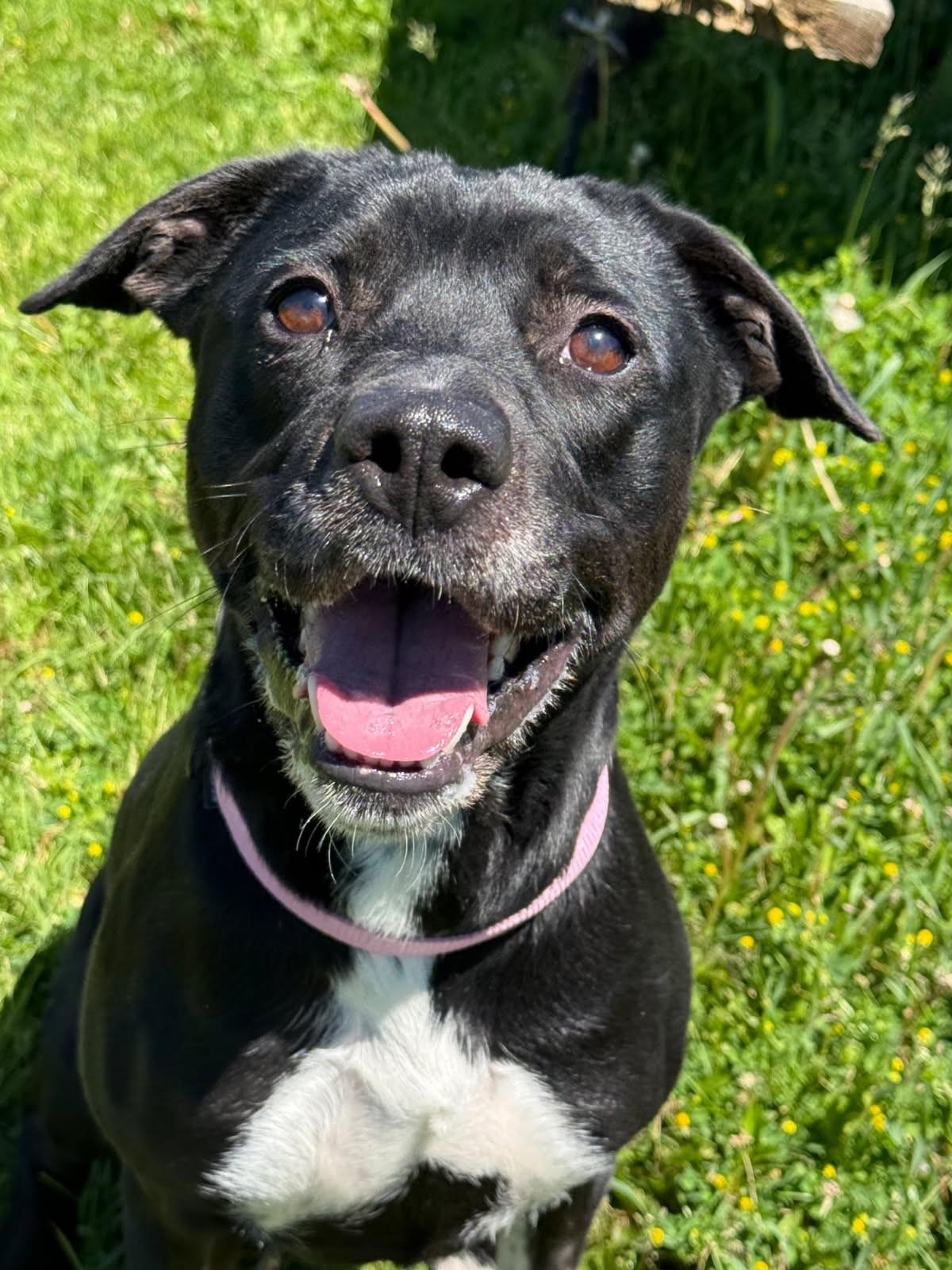 Enlarge Ella, an adopted mixed breed in Hamilton, ON image 2/4