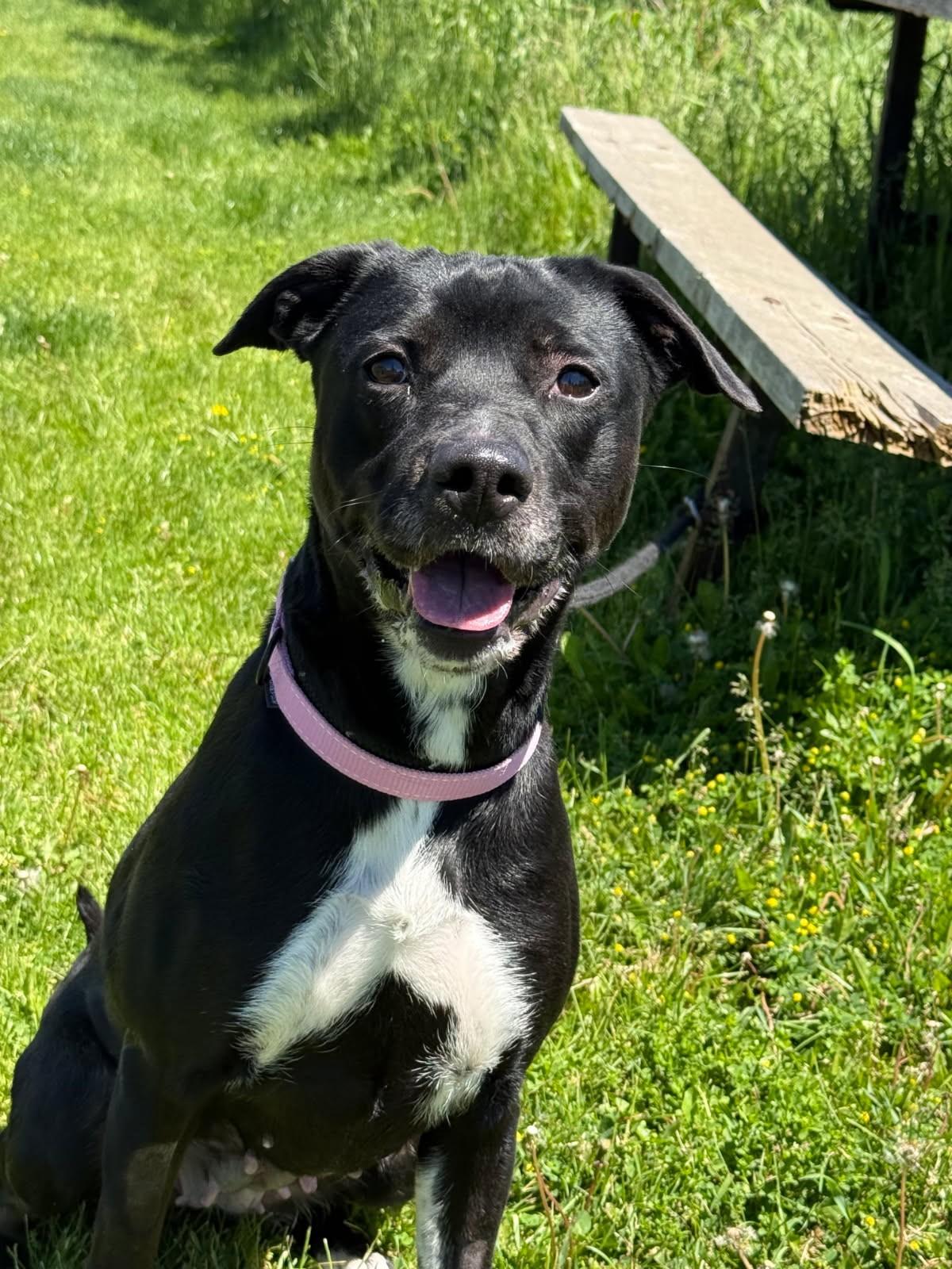 Enlarge Ella, an adopted mixed breed in Hamilton, ON image 3/4