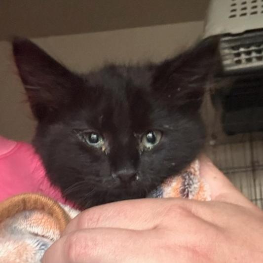 Lady, Adoptable, Young Female Domestic Long Hair.