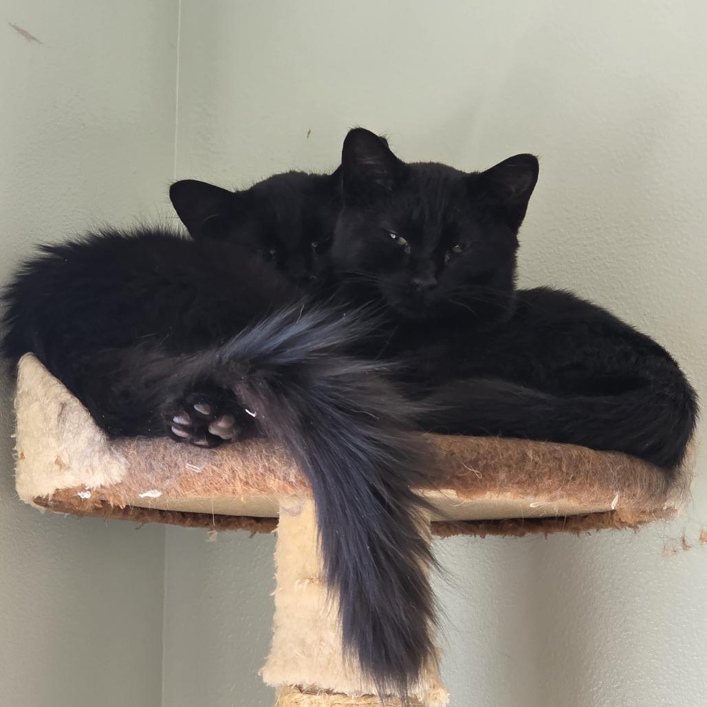 Enlarge Lady, a Adoptable Domestic Long Hair in Layton, UT image 2/2