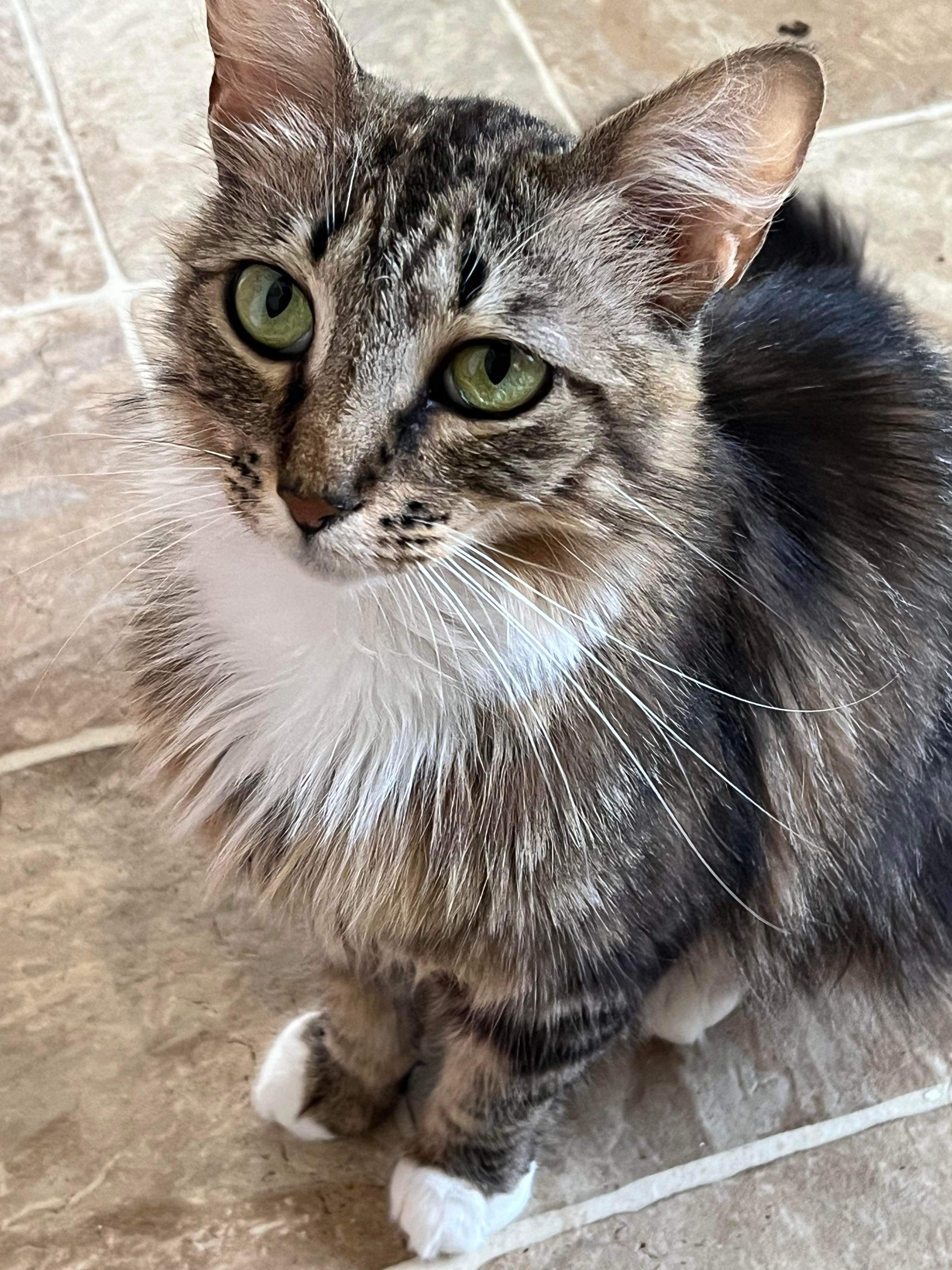 Sarah, a Adopted Domestic Long Hair in Beckley, WV image 1/2