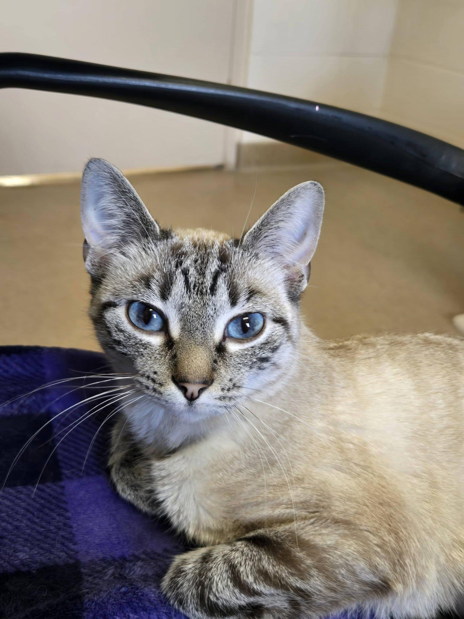 Pharaoh, an adopted mixed breed in Chilton, WI image 4/5